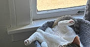 Miss Nice joined the competition — help win amazing prizes! animal, cat, cat_bed, cozy, curtain, daylight, feline, fur, home, indoor, paw, pet, quiet, relaxing, resting, sleeping, soft, stretching, sunlight, window
