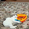 Miss Nice is registered to the contest to win money with this photo: animal, black_markings, blue_feather, carpet, cat, cute, domestic_cat, feline, floor, floral_pattern, home, indoor, orange_toy, pet, playful, relaxed, resting, sleepy, toy, white_cat
