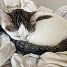 Miss Nice is registered to the contest to win money with this photo: animal, blanket, cat, comfortable, cozy, curled_up, cute, ears, fur, indoor, nap, peaceful, pet, resting, sleeping, soft, tabby, tail, whiskers, white_fur