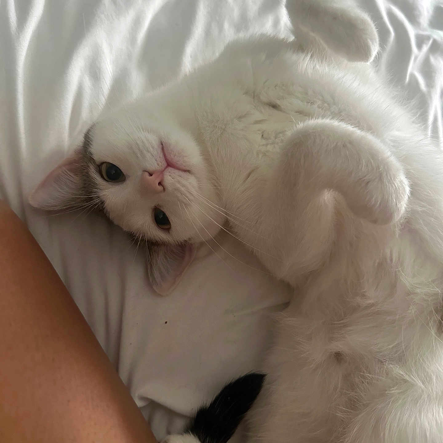 Miss Nice joined the competition — help win amazing prizes! animal, bed, cat, close_up, cozy, curled_paws, cute, fluffy, fur, indoor, looking, lying_down, paw, person_leg, pet, relaxed, resting, soft_light, white_bed, white_cat
