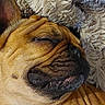 Bounty participe au concours pour gagner de l'argent avec cette photo : animal, bird, blanket, boxer, bulldog, canine, cat, dog, frenchbulldog, hound, person, pet, pitbull, pug, puppy, sleeping, snout