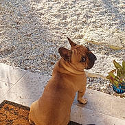 Bounty a rejoint le concours — aidez-le/la à gagner de superbes lots ! animal, boxer, bulldog, canine, clothing, dog, footwear, frenchbulldog, jar, pet, pitbull, plant, planter, pottedplant, pottery, puppy, runningshoe, sandal, shoe, soil