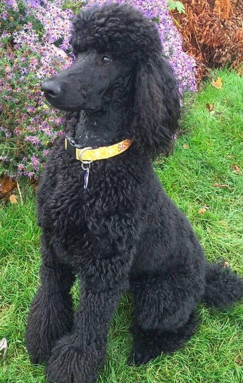Corentin participe au concours pour gagner de l'argent avec cette photo : canidae, carnivore, collar, companion_dog, dog, dog_breed, dog_collar, fur, grass, irish_water_spaniel, plant, poodle, poodle_crossbreed, sporting_group, standard_poodle, tail, terrier, toy_dog, water_dog, working_animal