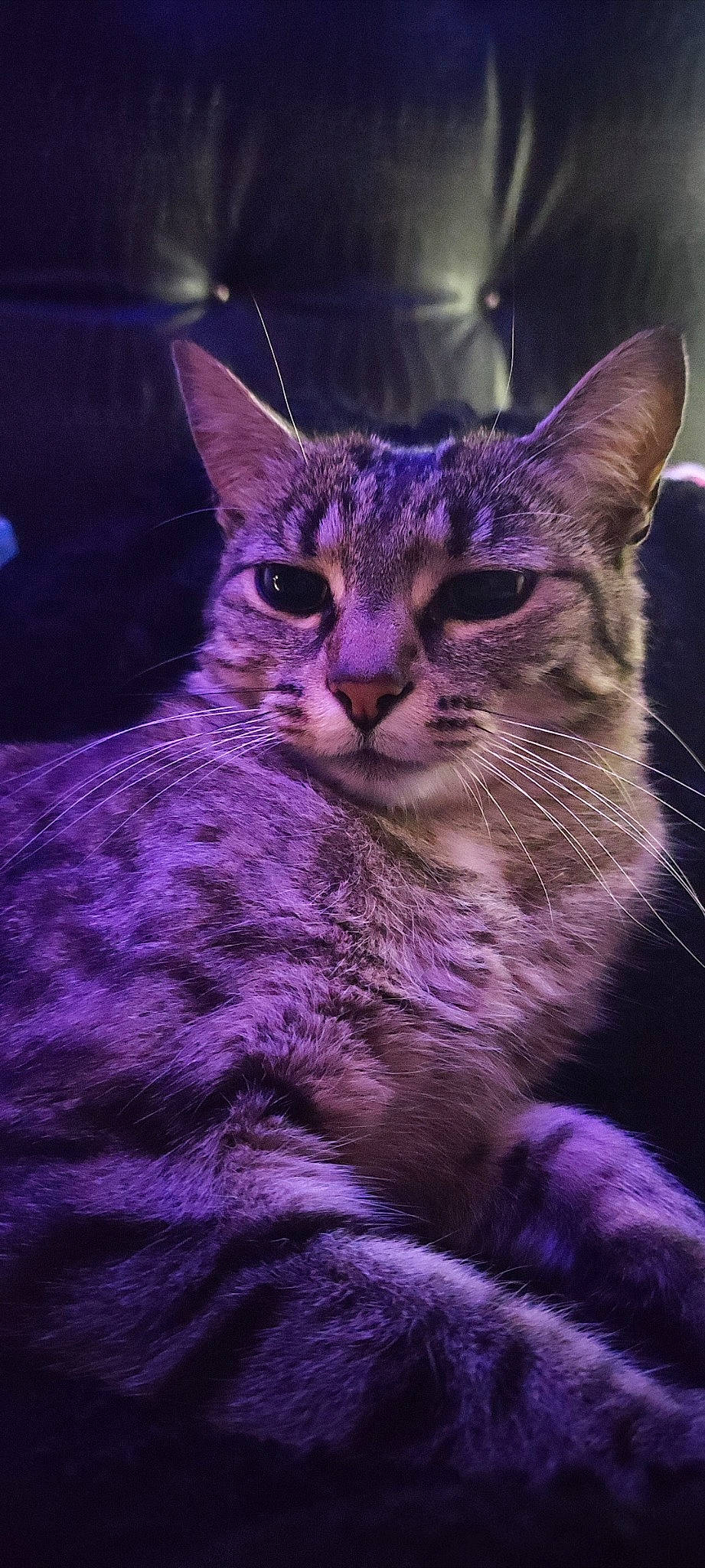 Curly a rejoint le concours — aidez-le/la à gagner de superbes lots ! carnivore, cat, darkness, domestic_short_haired_cat, electric_blue, event, felidae, fur, magenta, night, paw, purple, small_to_medium_sized_cats, snout, violet, whiskers, wildlife