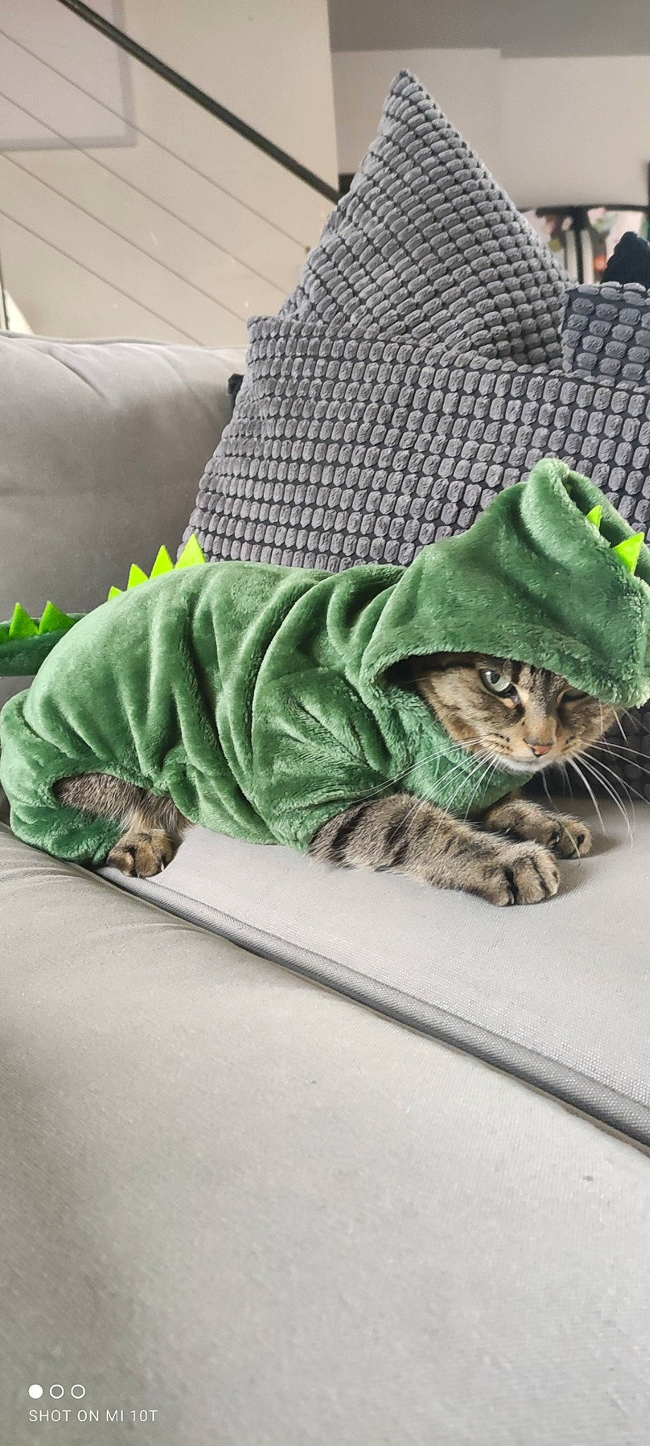 Curly participe au concours pour gagner de l'argent avec cette photo : bed_sheet, bedding, carnivore, cat, comfort, companion_dog, dog, felidae, flooring, fur, grey, linens, military_camouflage, nap, pattern, room, sleeve, small_to_medium_sized_cats, textile, whiskers