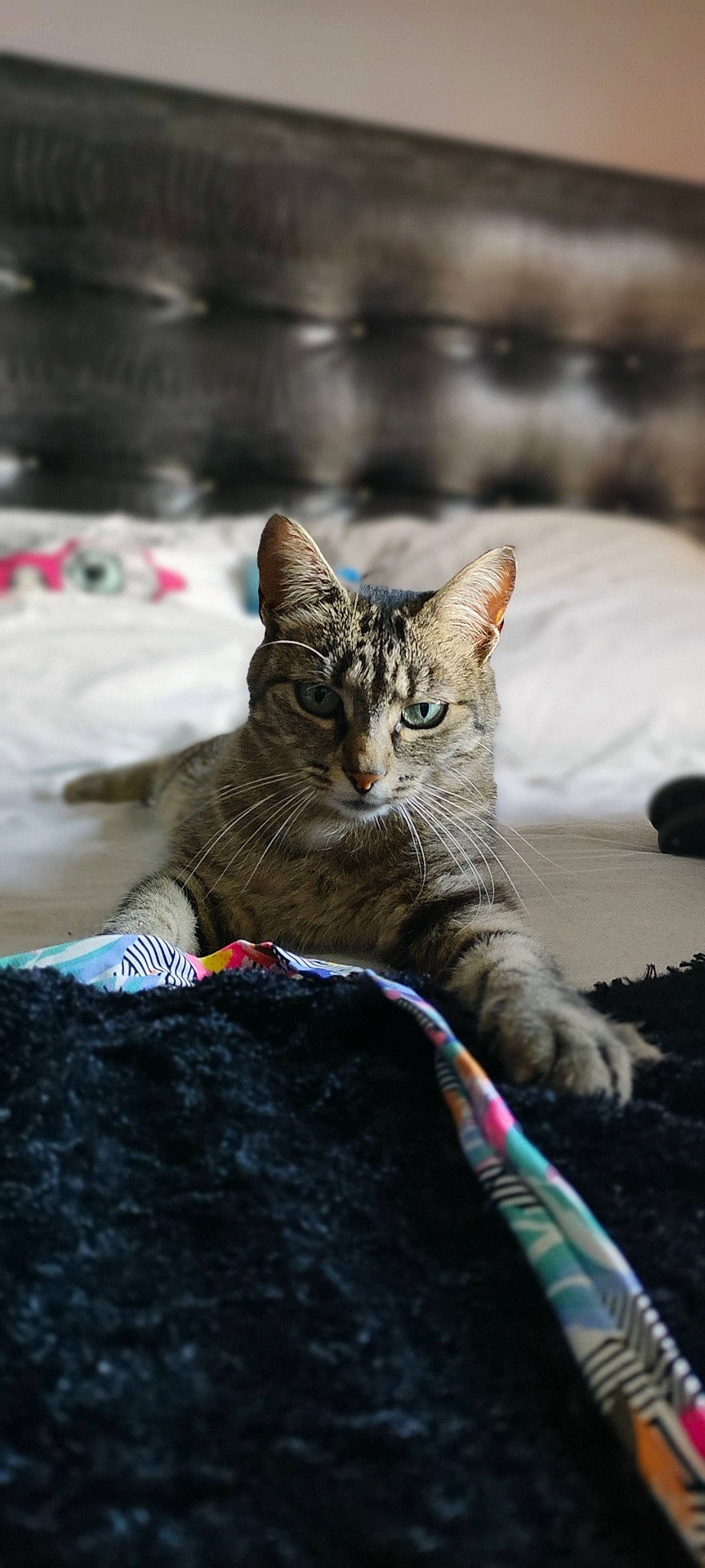 Curly participe au concours pour gagner de l'argent avec cette photo : art, carnivore, cat, claw, comfort, domestic_short_haired_cat, felidae, fur, grey, paw, sand, sitting, small_to_medium_sized_cats, snout, tail, terrestrial_animal, tree, whiskers, wildlife