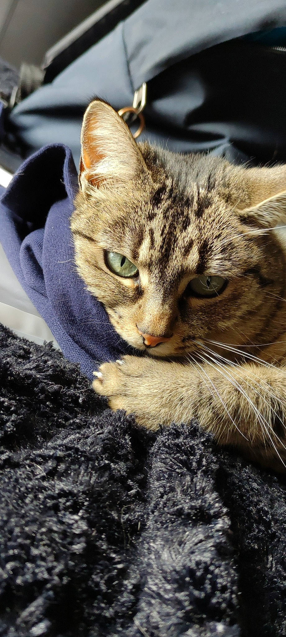 Curly a rejoint le concours — aidez-le/la à gagner de superbes lots ! carnivore, cat, claw, domestic_short_haired_cat, eye, felidae, fur, grass, organism, paw, photo_caption, plant, sitting, small_to_medium_sized_cats, snout, terrestrial_animal, tree, whiskers, wildlife, window