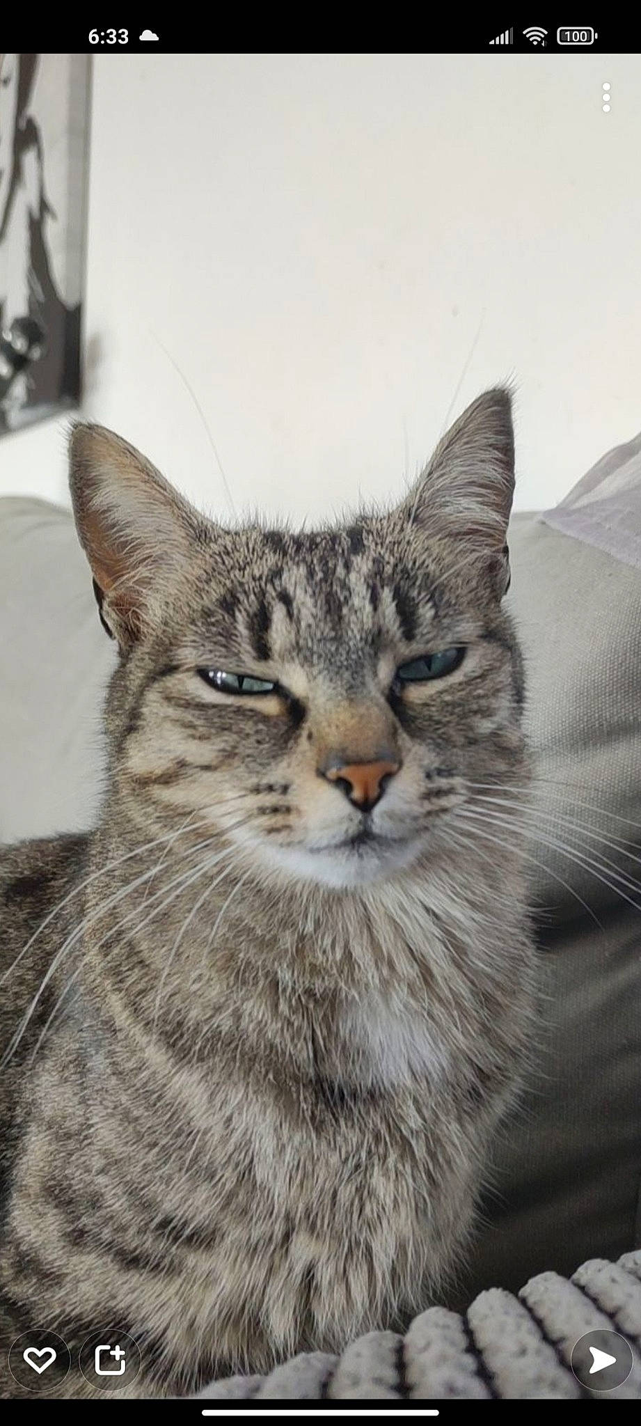 Curly participe au concours pour gagner de l'argent avec cette photo : art, carnivore, cat, domestic_short_haired_cat, felidae, fur, illustration, painting, small_to_medium_sized_cats, snout, terrestrial_animal, tree, whiskers, wildlife, window