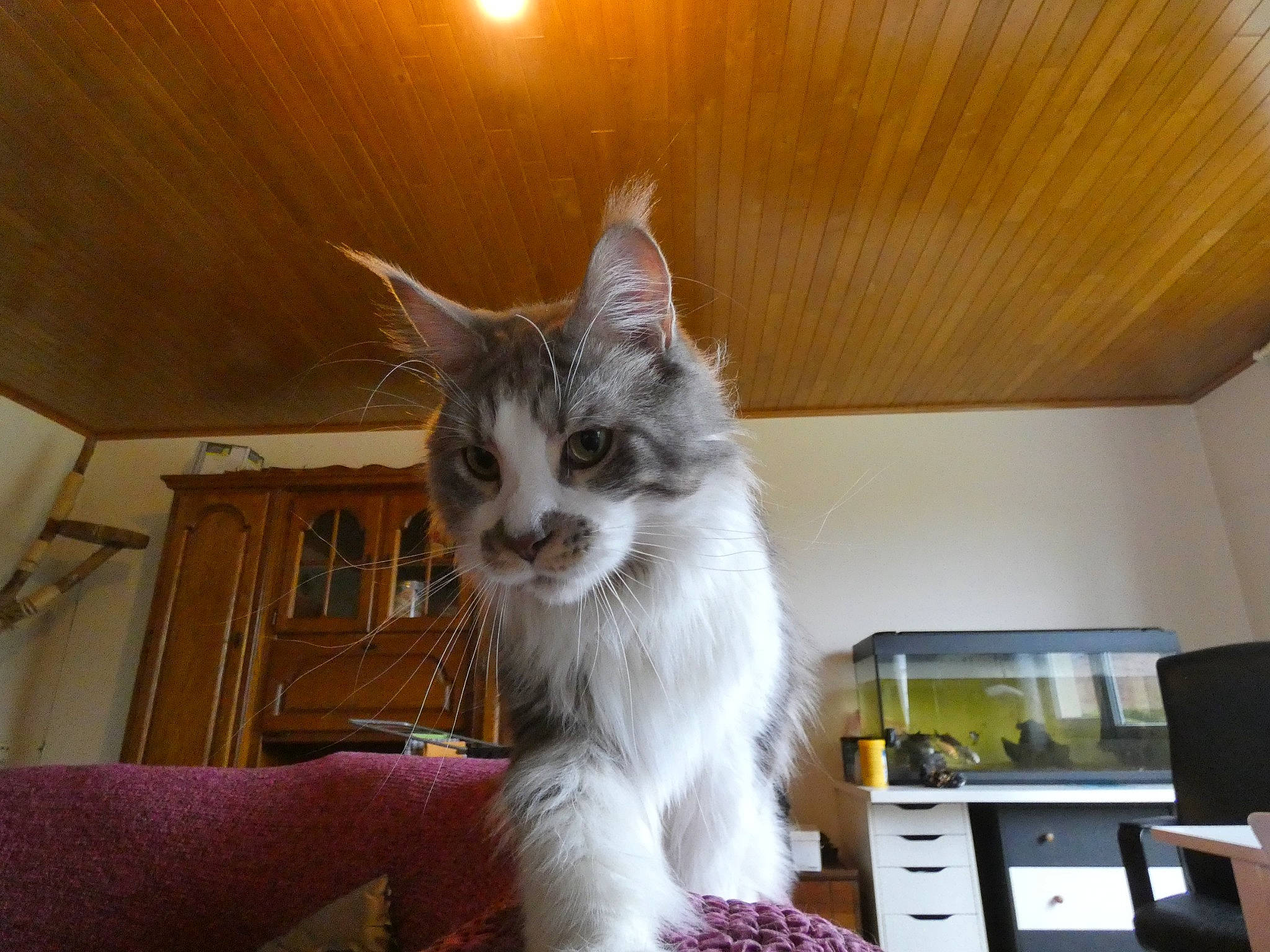 Sacha participe au concours pour gagner de l'argent avec cette photo : bookcase, cabinetry, carnivore, cat, ceiling, chest_of_drawers, comfort, domestic_short_haired_cat, drawer, felidae, flooring, fur, hardwood, paw, room, small_to_medium_sized_cats, snout, tail, whiskers, wood