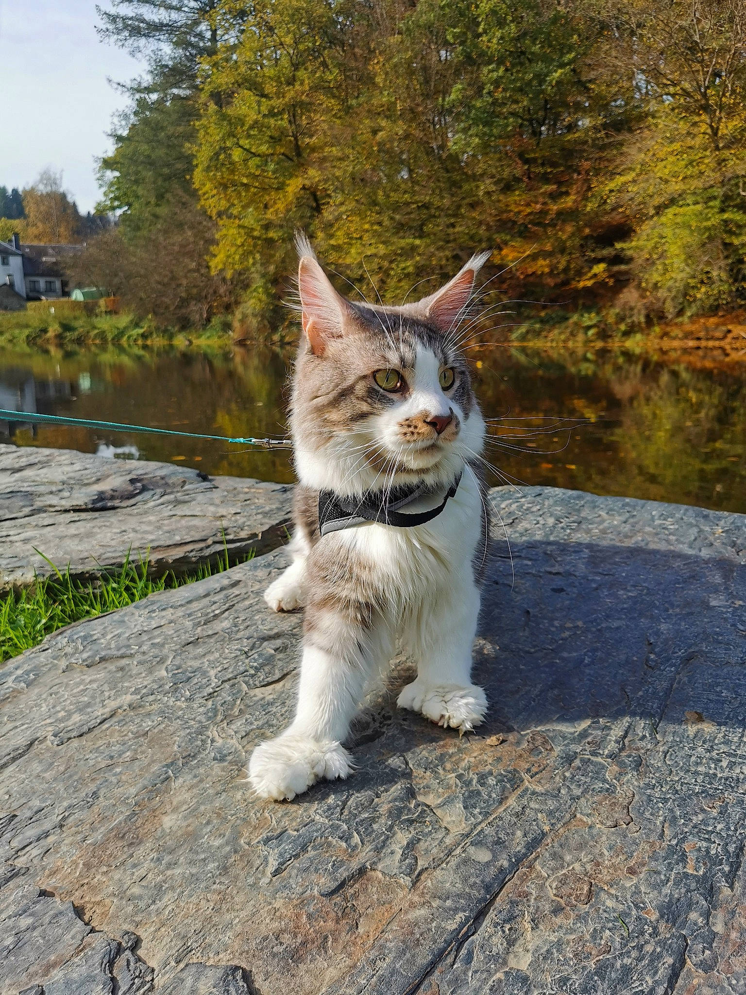 Sacha a rejoint le concours — aidez-le/la à gagner de superbes lots ! canidae, carnivore, cat, domestic_short_haired_cat, fawn, felidae, fur, grass, plant, road_surface, small_to_medium_sized_cats, snout, tail, tree, trunk, water, whiskers, wilderness, wildlife, wood