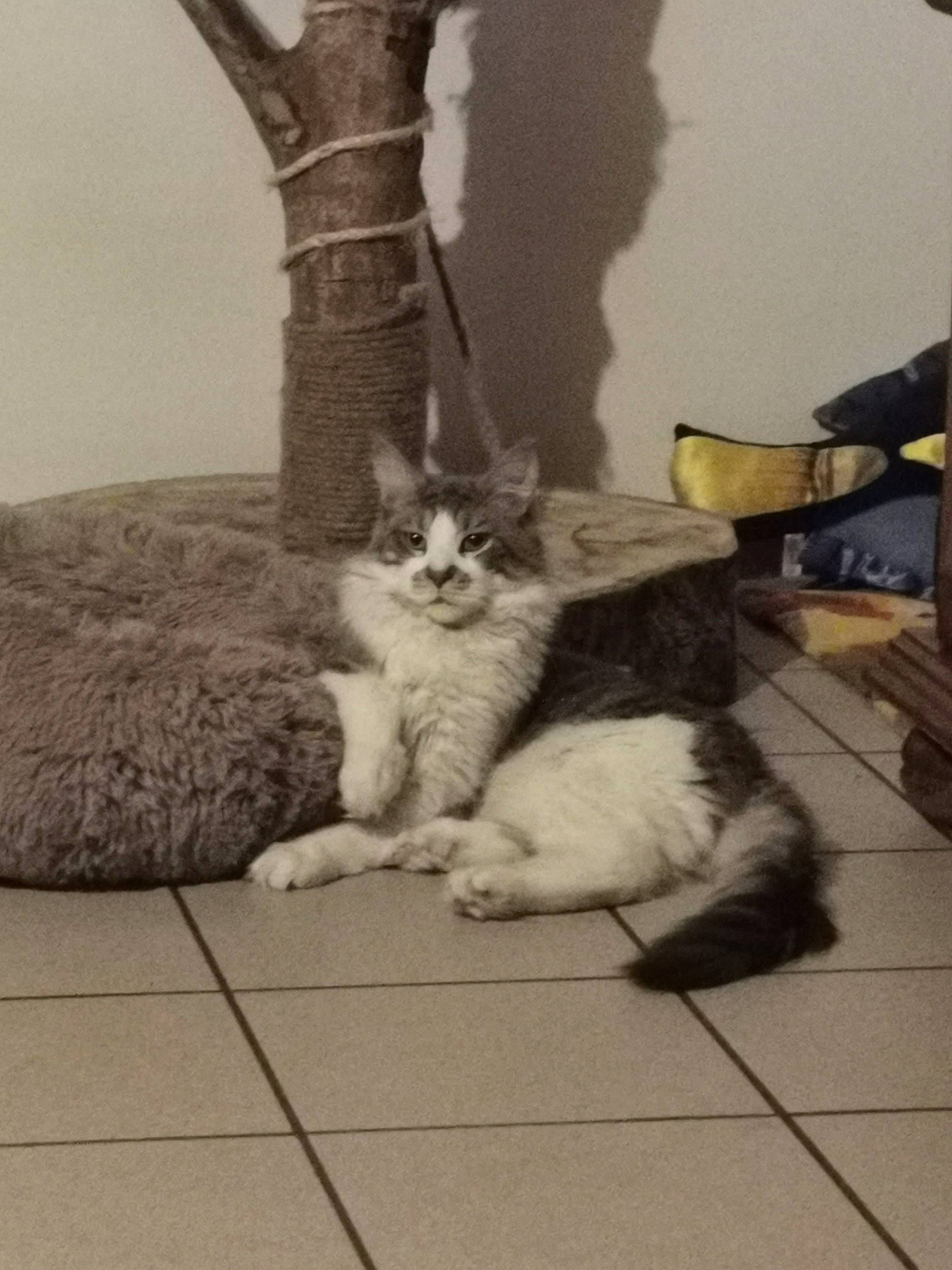 Sacha a rejoint le concours — aidez-le/la à gagner de superbes lots ! carnivore, cat, comfort, domestic_short_haired_cat, felidae, floor, flooring, fur, grey, hardwood, human_leg, monochrome, monochrome_photography, paw, plant, room, small_to_medium_sized_cats, tail, whiskers, wood