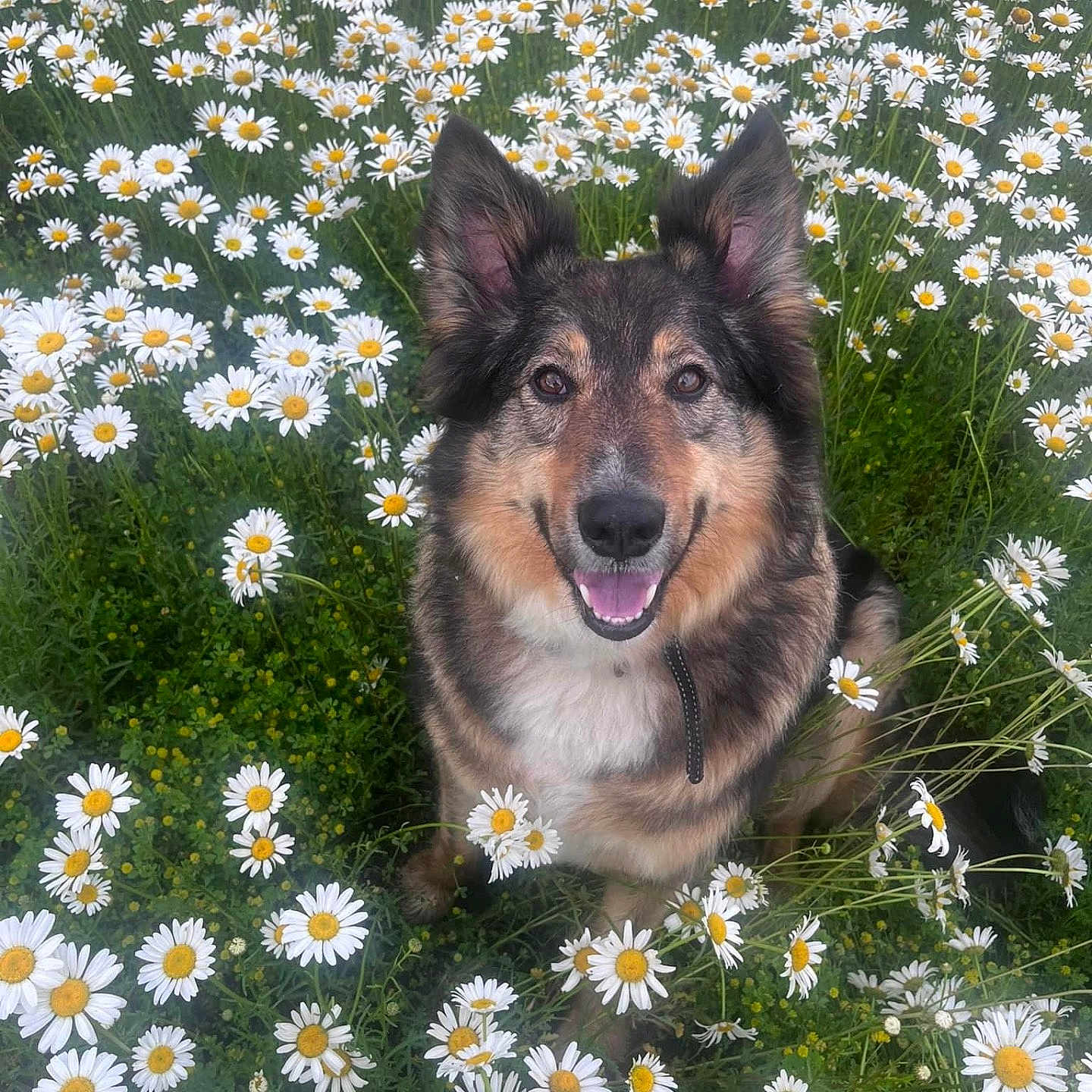 Garth joined the competition — help win amazing prizes! anemone, animal, canine, daisy, dog, face, field, flower, grass, grassland, green, herbal, herbs, nature, outdoors, pet, petal, plant, puppy, vegetation