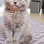 Aki a rejoint le concours — aidez-le/la à gagner de superbes lots ! kitten, cat, gray_fur, indoor, carpet, pet, animal, cute, sitting, young, feline, whiskers, ears, tail, floor, home, domestic, fur, portrait, looking