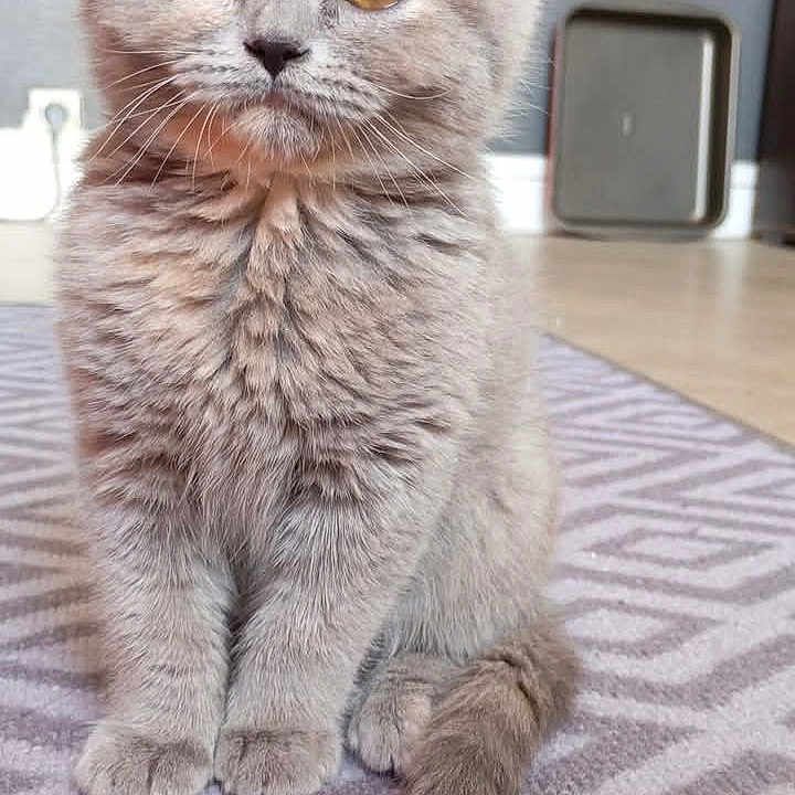 Aki