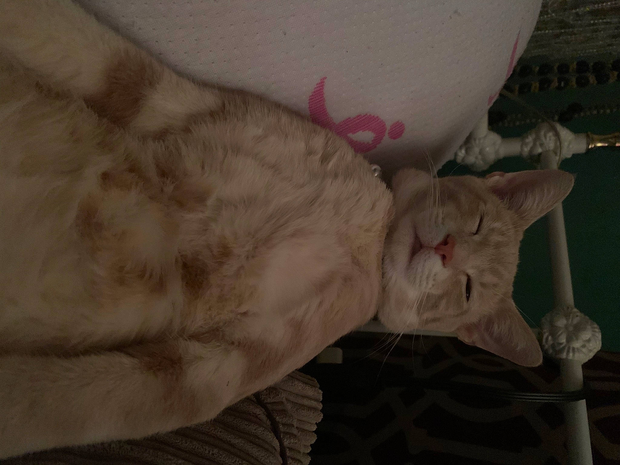 Higgs joined the competition — help win amazing prizes! abdomen, bed, canidae, carnivore, cat, claw, comfort, domestic_short_haired_cat, ear, fawn, felidae, foot, fur, human_leg, linens, paw, small_to_medium_sized_cats, tail, teddy_bear, whiskers