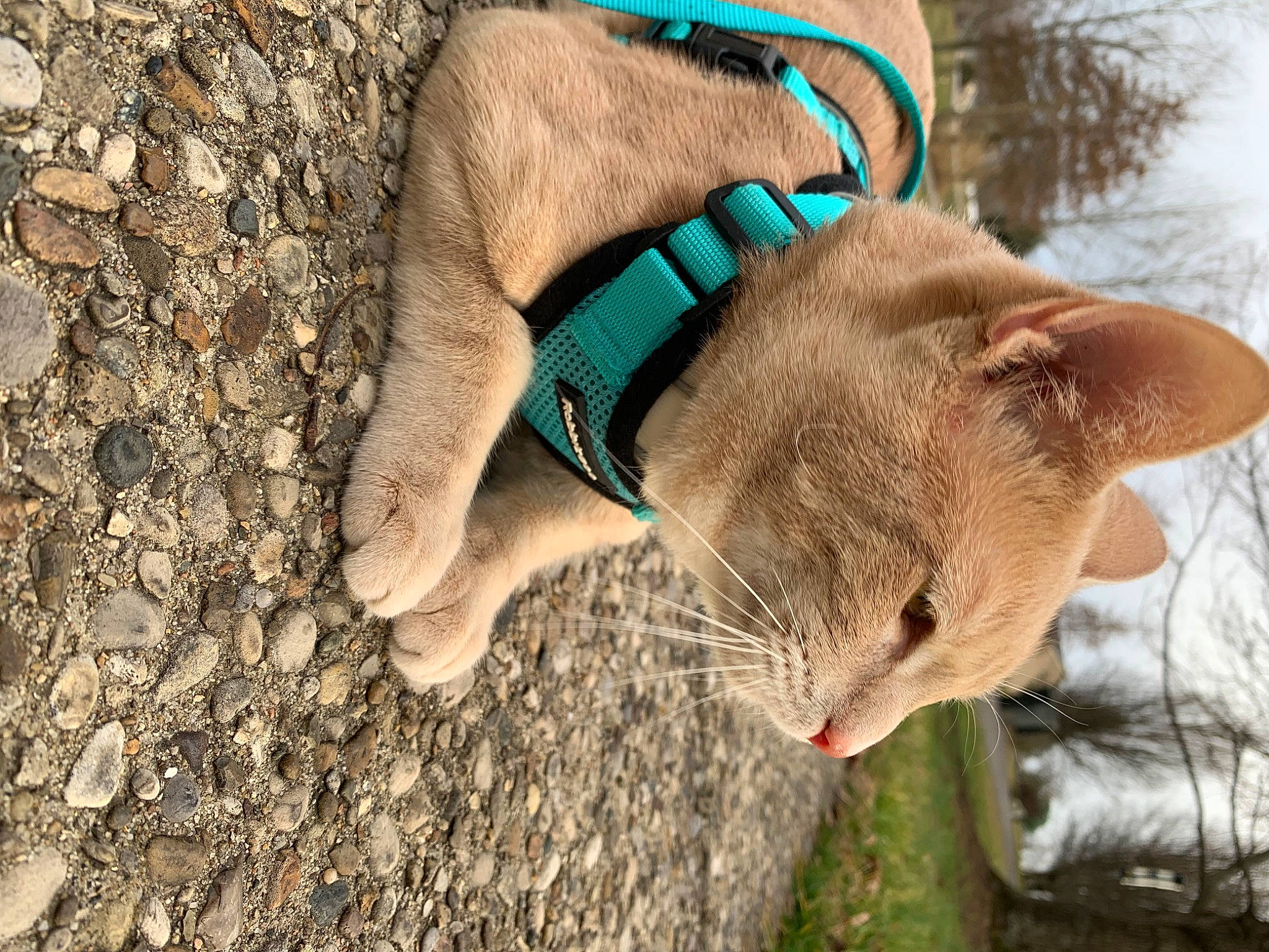 Higgs is registered to the contest to win money with this photo: carnivore, cat, collar, dog_breed, electric_blue, fawn, felidae, fur, grass, human_leg, liver, plant, snout, sporting_group, terrestrial_animal, whiskers, wood, working_animal, wrinkle, wrist