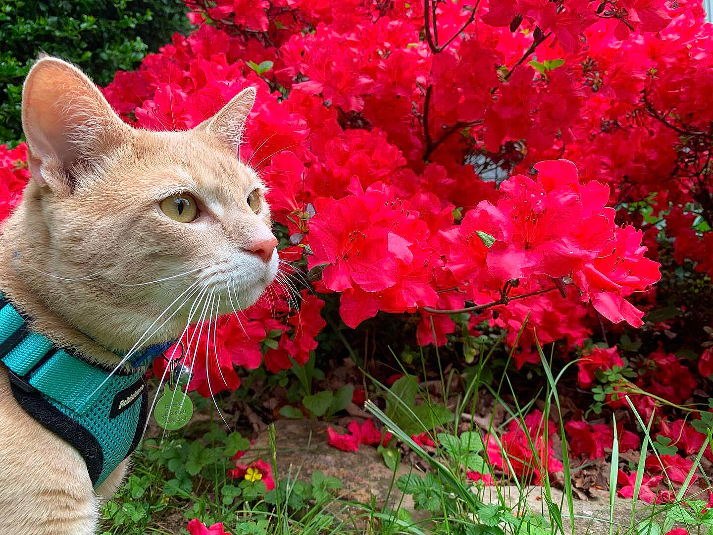 Higgs joined the competition — help win amazing prizes! annual_plant, art, botany, carnivore, cat, domestic_short_haired_cat, felidae, flower, flowering_plant, grass, groundcover, magenta, petal, plant, red, shrub, small_to_medium_sized_cats, snout, tree, whiskers
