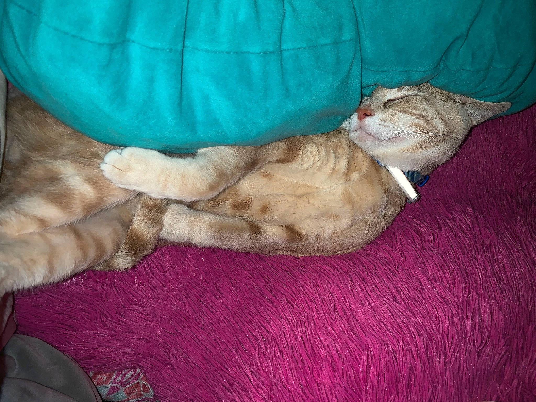 Higgs joined the competition — help win amazing prizes! canidae, carnivore, cat, cat_bed, cat_supply, claw, comfort, domestic_short_haired_cat, fawn, felidae, fur, linens, nap, paw, sleep, small_to_medium_sized_cats, snout, tail, terrestrial_animal, whiskers