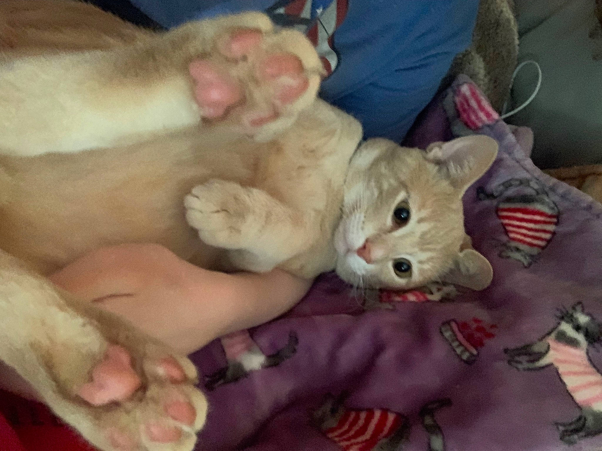 Higgs is registered to the contest to win money with this photo: bed, carnivore, cat, child, claw, comfort, companion_dog, dog_breed, domestic_short_haired_cat, fawn, felidae, fur, linens, nail, nap, paw, small_to_medium_sized_cats, tail, toy, whiskers