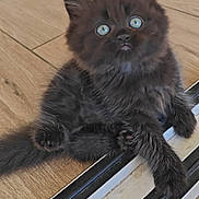 Ayrton participe au concours pour gagner de l'argent avec cette photo : kitten, black_cat, blue_eyes, cute, fluffy, pet, animal, indoor, floor, wooden_floor, paws, young_cat, feline, domestic_cat, small, adorable, curious, sitting, looking_up, fur