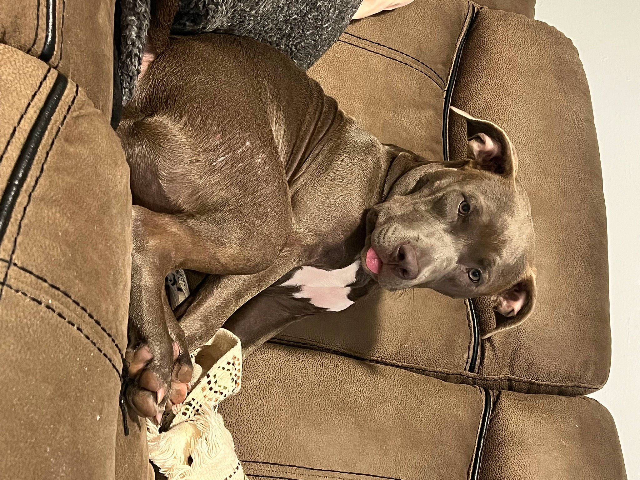 Athena is registered to the contest to win money with this photo: canidae, carnivore, collar, comfort, companion_dog, dog, dog_breed, dog_collar, dog_supply, fawn, grey, mammal, monochrome_photography, pet_supply, snout, sporting_group, vertebrate, webbing, working_animal, wrinkle