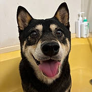 Elie joined the competition — help win amazing prizes! dog, shiba_inu, pet, animal, bathtub, yellow, tongue_out, happy, smiling, indoor, bathroom, ears_up, close_up, fur, black_and_tan, canine, cute, domestic_animal, face, friendly