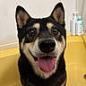 dog, shiba_inu, pet, animal, bathtub, yellow, tongue_out, happy, smiling, indoor, bathroom, ears_up, close_up, fur, black_and_tan, canine, cute, domestic_animal, face, friendly