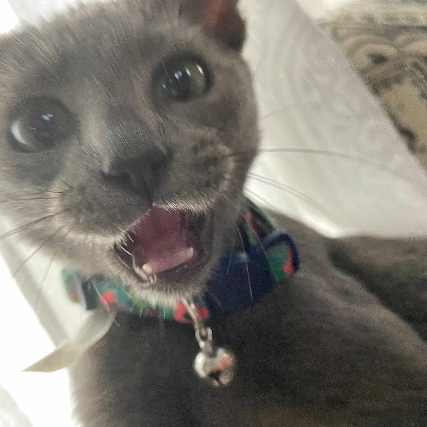 Kitty is registered to the contest to win money with this photo: animal, bell, cat, close_up, collar, curtain, cute, domestic_cat, expression, feline, fur, gray_cat, indoor, kitten, mouth_open, patterned_background, pet, soft_light, whiskers, young_cat