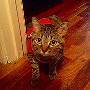 Bella Monet Mozart is registered to the contest to win money with this photo: