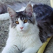 Zola participe au concours pour gagner de l'argent avec cette photo : abyssinian, accessories, angora, animal, cat, kitten, leash, manx, person, pet, road, siamese, slate, sleeping, soil, strap