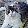 abyssinian, accessories, angora, animal, cat, kitten, leash, manx, person, pet, road, siamese, slate, sleeping, soil, strap
