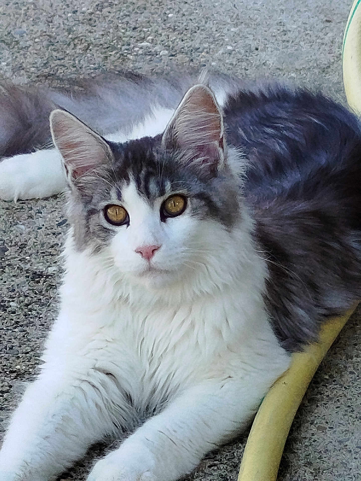 Zola