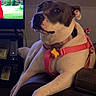 dog, pit_bull, pet, portrait, sitting, lounging, indoor, living_room, chair, couch, harness, red_harness, collar, dog_tag, bone_tag, black_and_white, short_hair, television, furniture, home