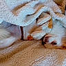Bianca participe au concours pour gagner de l'argent avec cette photo : dog, puppy, white_dog, tan_dog, small_dog, sleeping, lying_down, upside_down, blanket, fluffy_blanket, cozy, indoors, pet, animal, collar, close_up, portrait, relaxed, cute, funny_pose