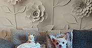Bianca a rejoint le concours — aidez-le/la à gagner de superbes lots ! dog, chihuahua, puppy, small_dog, animal, pet, sitting, sofa, couch, blanket, pillow, dog_pillow, floral_wallpaper, flowers, indoor, living_room, portrait, ears, white_fur, home_decor