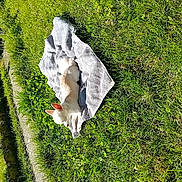 Bianca participe au concours pour gagner de l'argent avec cette photo : cat, white_cat, pet, animal, towel, grass, lawn, garden, outdoor, sunlight, relaxing, lying_down, sleeping, backyard, path, water, greenery, nature, portrait, daylight