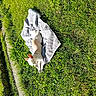 cat, white_cat, pet, animal, towel, grass, lawn, garden, outdoor, sunlight, relaxing, lying_down, sleeping, backyard, path, water, greenery, nature, portrait, daylight