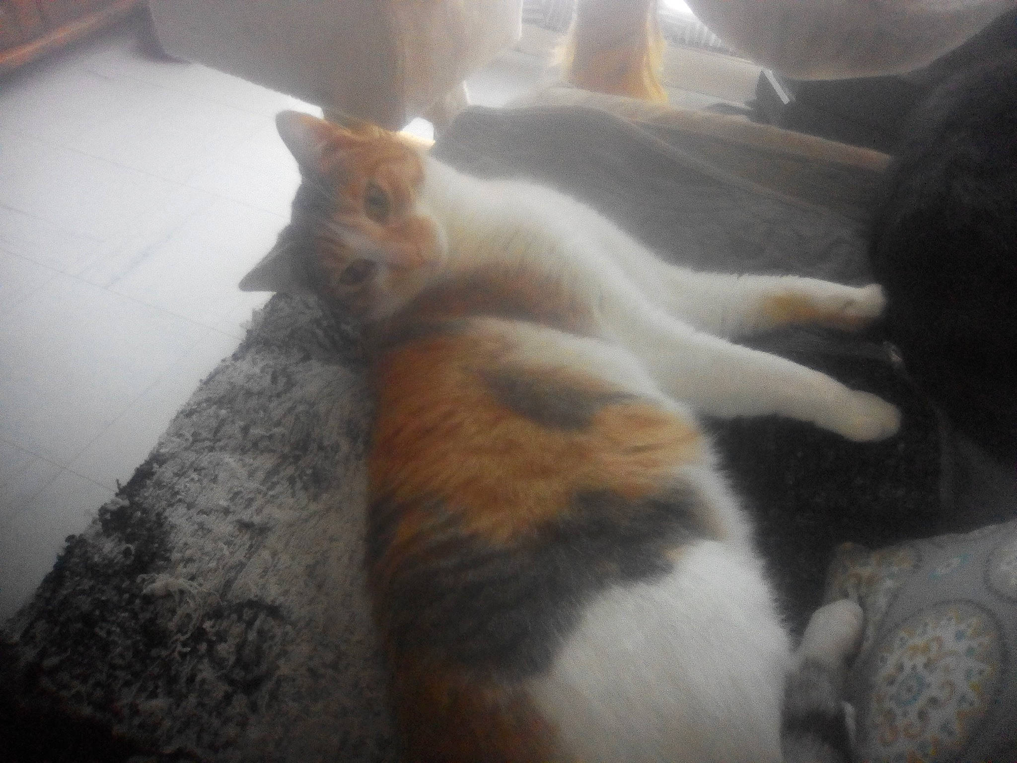 Tara a rejoint le concours — aidez-le/la à gagner de superbes lots ! carnivore, cat, cloud, comfort, companion_dog, dog_breed, fawn, felidae, flooring, fur, hardwood, light, paw, room, sky, small_to_medium_sized_cats, snout, tail, whiskers, wood