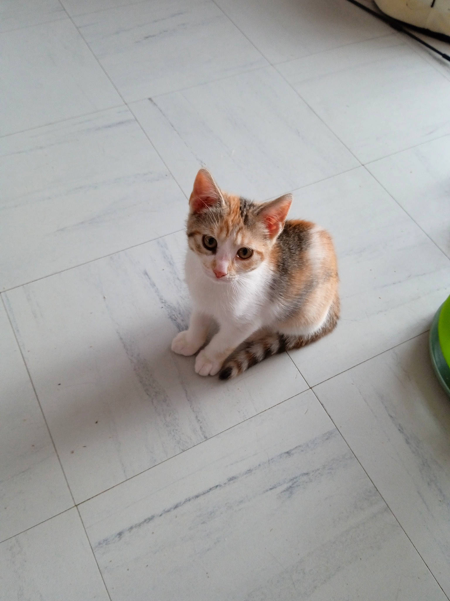 Tara a rejoint le concours — aidez-le/la à gagner de superbes lots ! asphalt, carnivore, cat, domestic_short_haired_cat, eye, fawn, felidae, floor, flooring, fur, grey, head, human_leg, paw, road_surface, small_to_medium_sized_cats, snout, tail, whiskers, wood