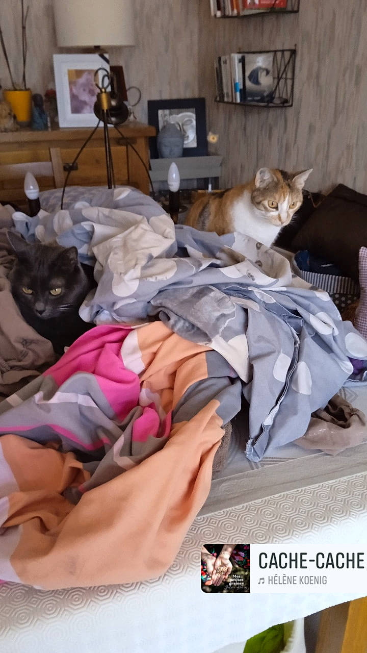 Tara participe au concours pour gagner de l'argent avec cette photo : bed, bed_sheet, bedding, bedroom, blanket, carnivore, cat, comfort, companion_dog, domestic_short_haired_cat, felidae, font, fur, linens, photo_caption, picture_frame, room, small_to_medium_sized_cats, television, whiskers