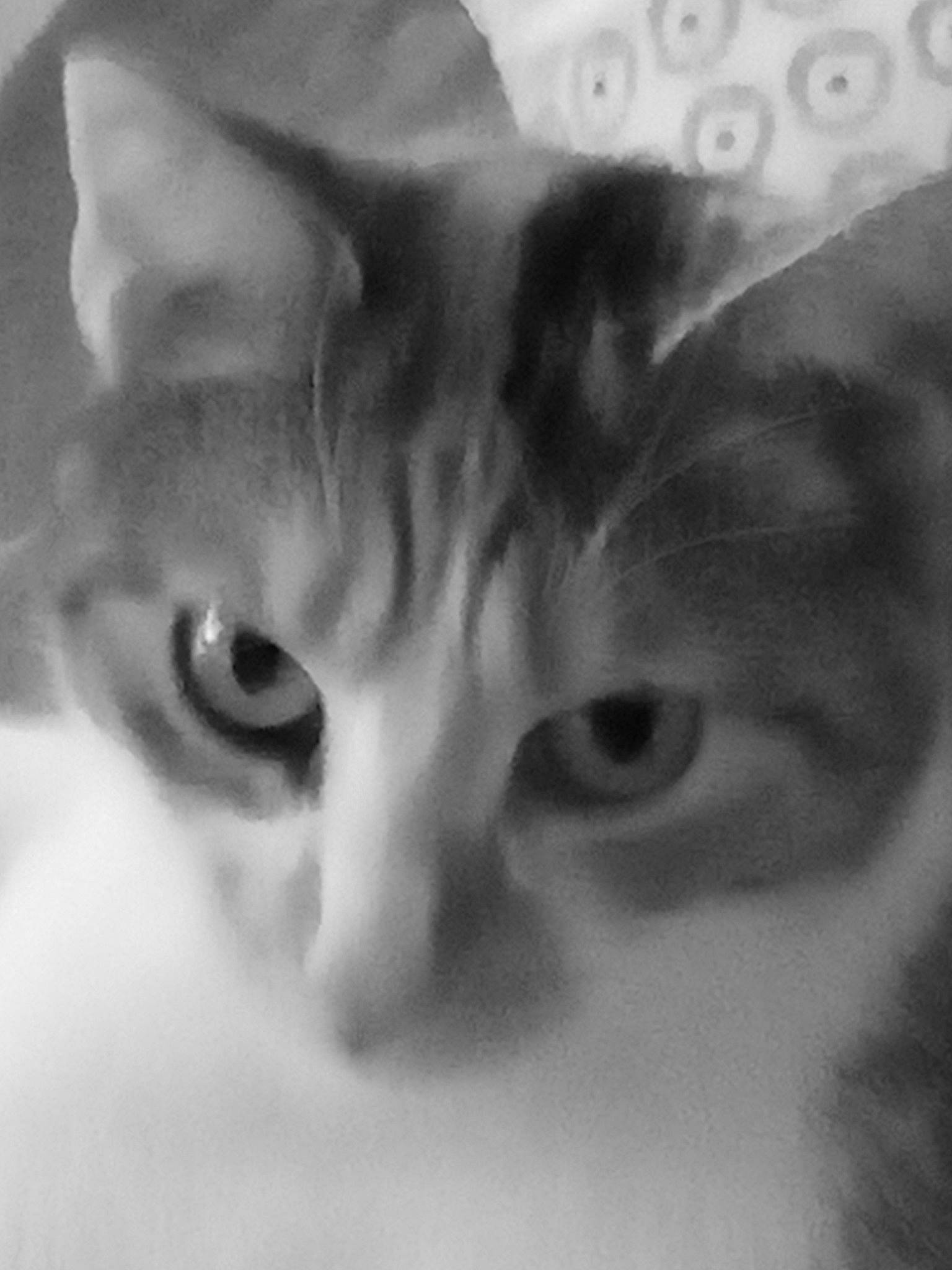 Tara a rejoint le concours — aidez-le/la à gagner de superbes lots ! carnivore, cat, domestic_short_haired_cat, ear, eyelash, felidae, fur, head, iris, jaw, mammal, monochrome, monochrome_photography, paw, sky, small_to_medium_sized_cats, snout, style, vertebrate, whiskers