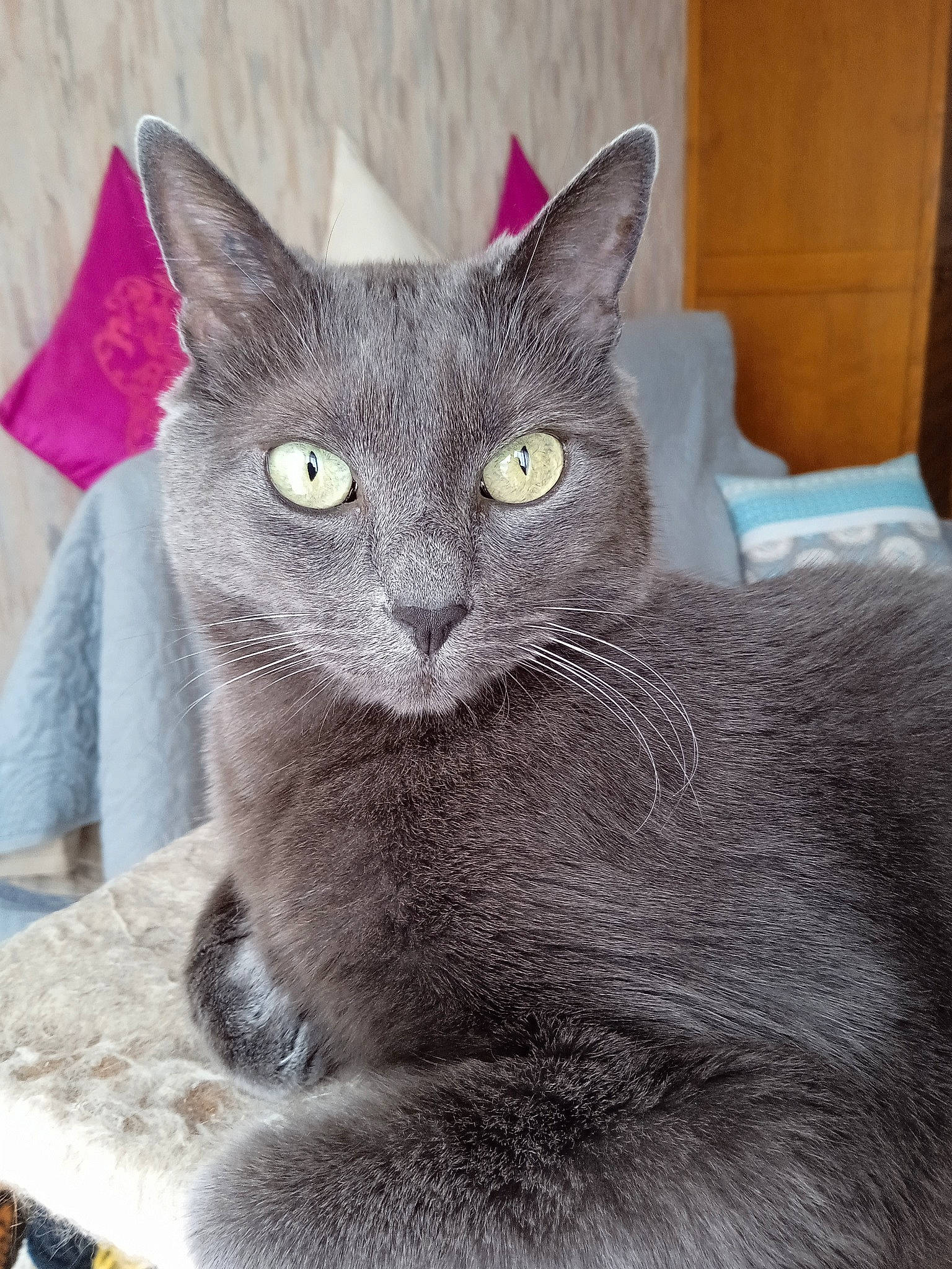 Gabin a rejoint le concours — aidez-le/la à gagner de superbes lots ! carnivore, cat, comfort, domestic_short_haired_cat, felidae, fur, grey, russian_blue, small_to_medium_sized_cats, whiskers, window