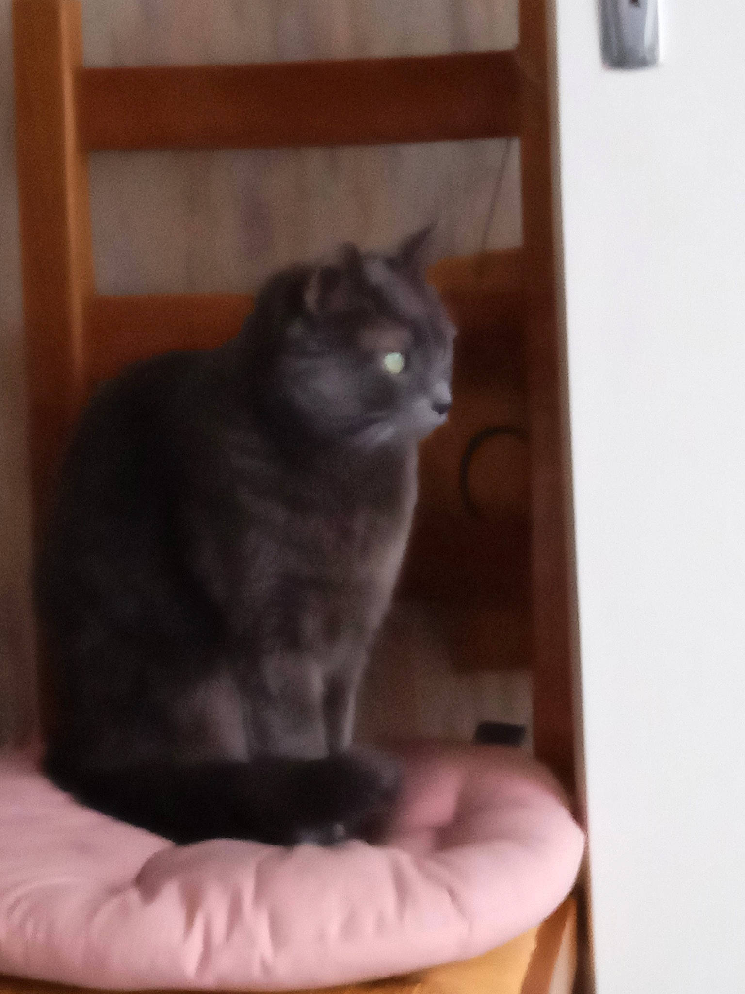 Gabin participe au concours pour gagner de l'argent avec cette photo : carnivore, cat, cat_supply, chartreux, comfort, domestic_short_haired_cat, fawn, felidae, fur, hardwood, paw, sitting, small_to_medium_sized_cats, snout, tail, terrestrial_animal, whiskers, window, wood