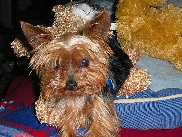 Louie joined the competition — help win amazing prizes! biewer_terrier, canidae, carnivore, companion_dog, dog, dog_breed, dog_supply, fashion_accessory, fawn, fur, puppy, small_terrier, snout, soft_drink, sporting_group, terrier, toy_dog, working_animal, yorkipoo, yorkshire_terrier