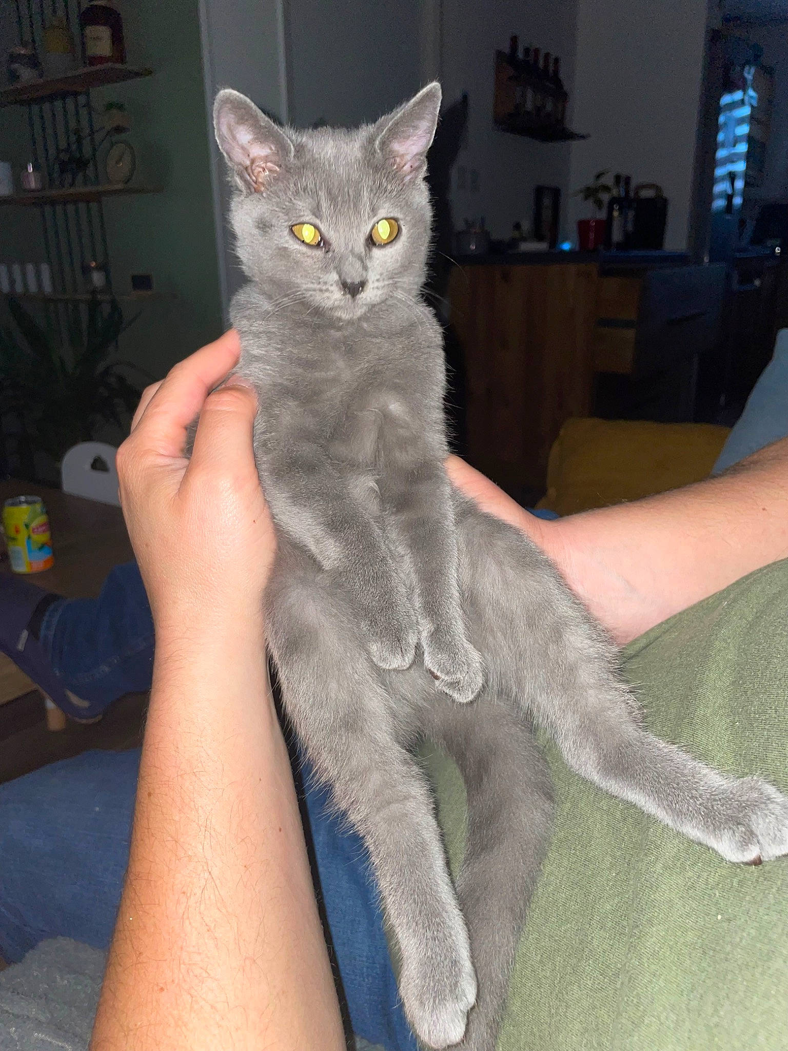 Nala participe au concours pour gagner de l'argent avec cette photo : carnivore, cat, claw, comfort, domestic_short_haired_cat, felidae, foot, fur, gesture, grey, human_leg, lap, paw, russian_blue, shelf, sitting, small_to_medium_sized_cats, tail, whiskers