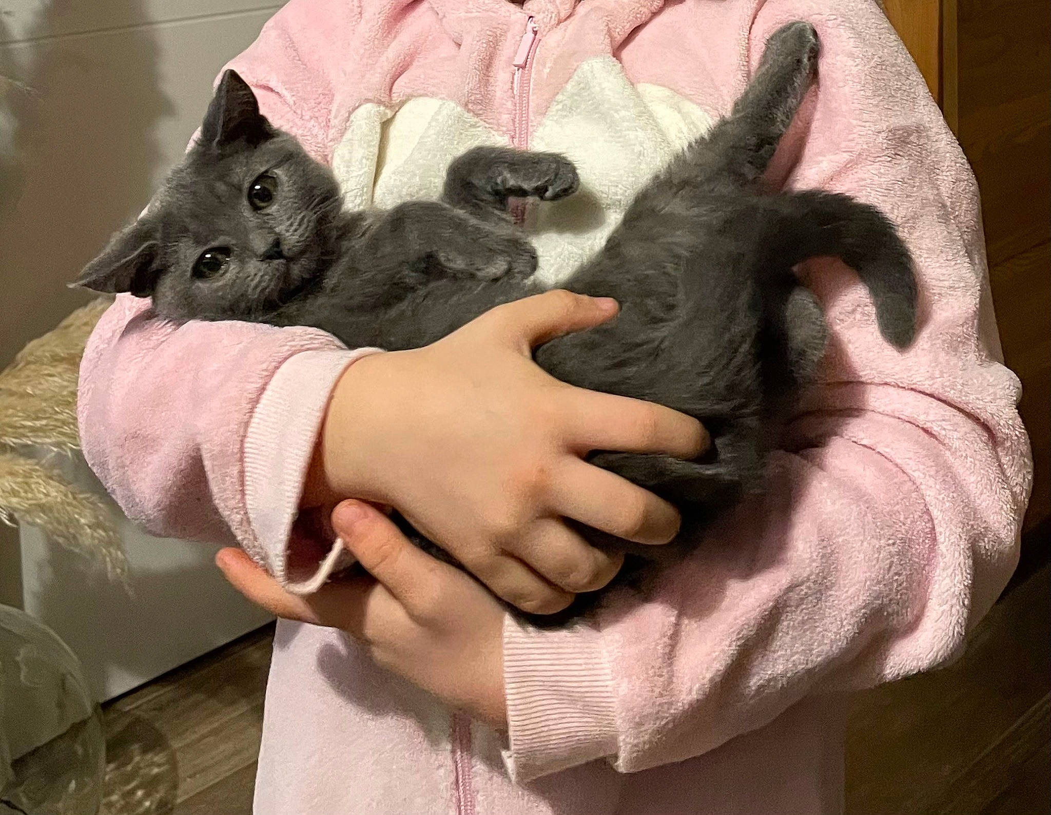 Nala participe au concours pour gagner de l'argent avec cette photo : carnivore, cat, claw, comfort, domestic_short_haired_cat, ear, fawn, felidae, fur, gesture, grey, koala, nail, paw, sleeve, small_to_medium_sized_cats, snout, tail, whiskers, wildlife_biologist