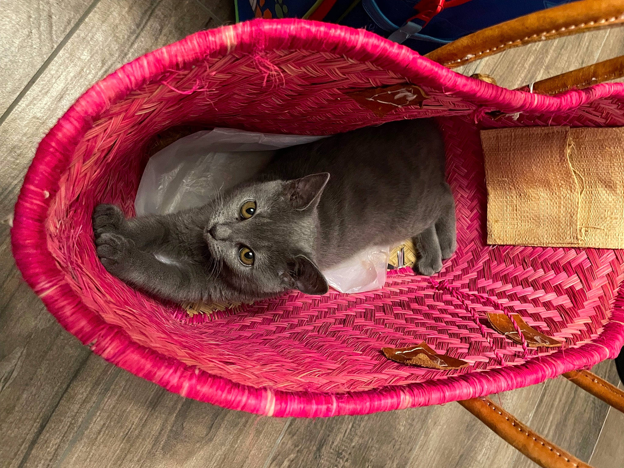 Nala a rejoint le concours — aidez-le/la à gagner de superbes lots ! carnivore, cat, cat_bed, cat_supply, comfort, domestic_short_haired_cat, fashion_accessory, fawn, felidae, flooring, fur, grey, hardwood, magenta, pet_supply, russian_blue, small_to_medium_sized_cats, whiskers, wood, woven_fabric