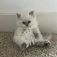 Laymona is registered to the contest to win money with this photo: blue_eyes, carpet, cat, cute, domestic_animal, feline, fluffy, fur, indoor, kitten, paws, pet, portrait, relaxed, sitting, small, tail, wall, whiskers, young