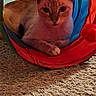 cat, play_tunnel, colorful, rainbow, indoor, pet, animal, feline, carpet, cozy, relaxed, cute, ears, whiskers, front_paws, looking, home, soft, resting, toy