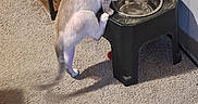 Casper is registered to the contest to win money with this photo: cat, indoor, carpet, water_bowl, pet_feeder, shelf, paper, wall, curious, hydrating, paw, feline, home, carpeted_floor, wooden_furniture, animal, pet, drinking, balance, cozy
